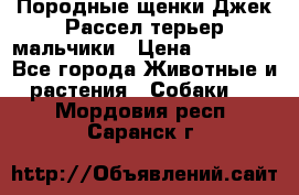 Породные щенки Джек Рассел терьер-мальчики › Цена ­ 40 000 - Все города Животные и растения » Собаки   . Мордовия респ.,Саранск г.